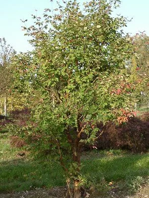 ACER griseum - Erable à écorce de papier ou écorce cannelle
