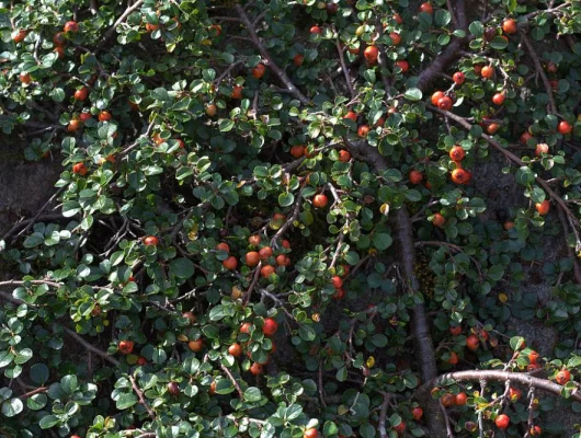 COTONEASTER adpressus - Cotoneaster rampant