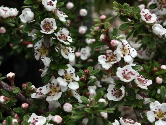 COTONEASTER conspicuus 'Decorus' - Cotoneastre 'Decorus'