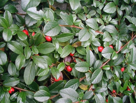 COTONEASTER dammeri - Cotonéaster couvre sol