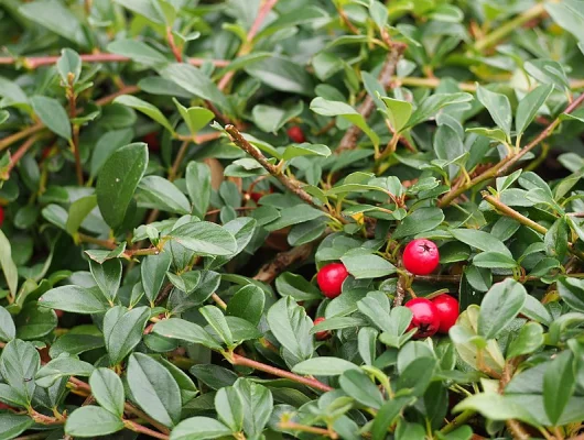 COTONEASTER radicans 'Eichholz' - Cotonéaster 'Eicholtz'