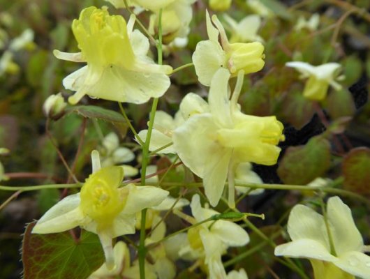 EPIMEDIUM pinnatum Colchicum - Fleur des Elfes