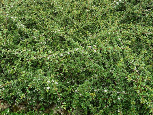COTONEASTER dammeri 'Coral Beauty'