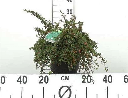 COTONEASTER procubens 'Steib's Finding' - Cotonéaster à petites feuilles 'Streib's Finding'