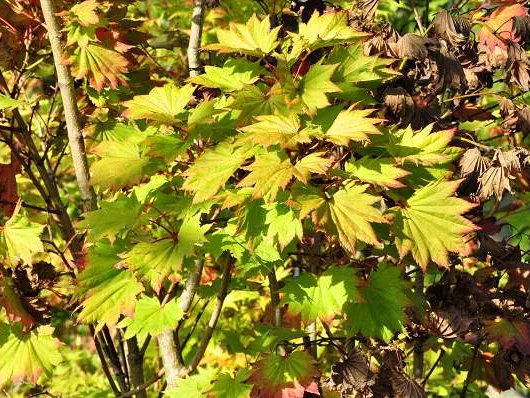 ACER shirasawanum 'Aureum' - Erable du Japon doré