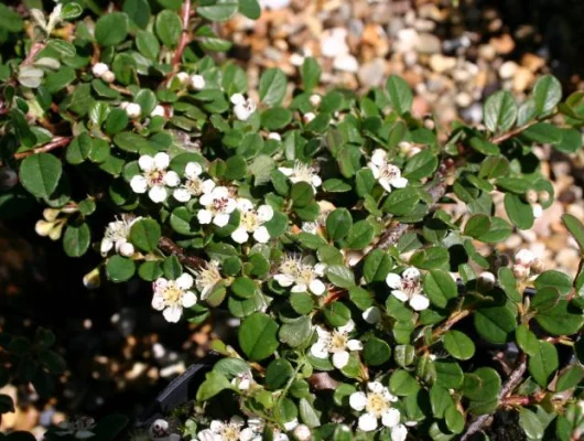 COTONEASTER microphyllus 'Queen of Carpets'