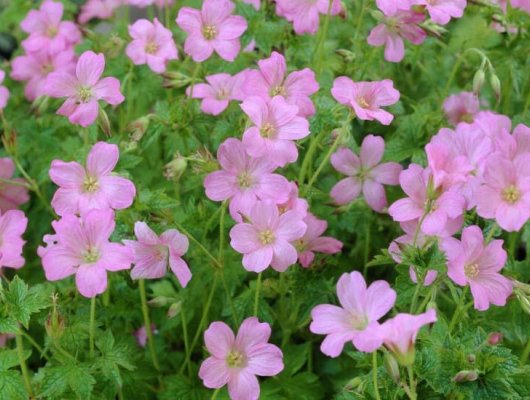 GERANIUM endressii 'Wargrave Pink' - Géranium vivace endressii 'Wargrave Pink'