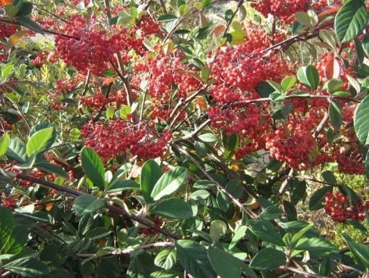 COTONEASTER lacteus - Cotonéaster laiteux