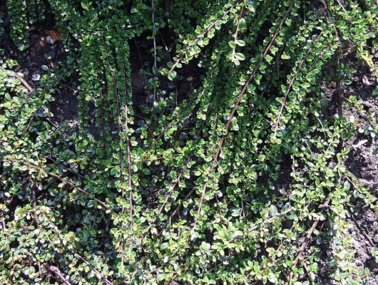 COTONEASTER microphyllus - Cotonéaster à petites feuilles