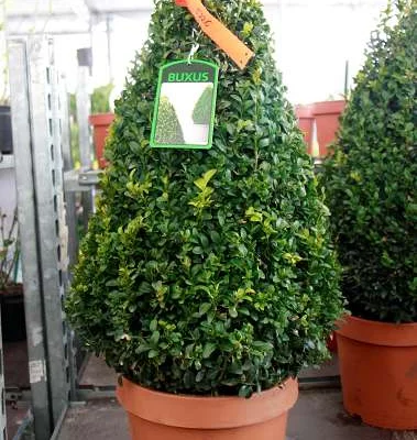 BUXUS sempervirens 'Pyramide' 80 cm de haut