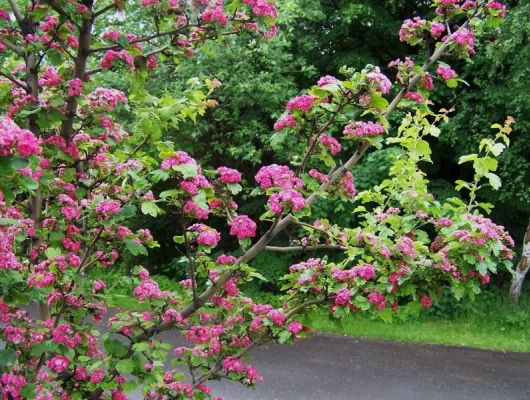 CRATAEGUS laevigata Paul's Scarlet' - Aubépine