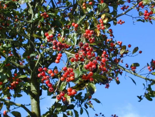 CRATAEGUS lavallei 'Carrierei' - Aubépine à fleurs 'Carrieiri'