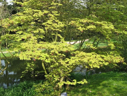 Érable du Japon 'Aconitifolium' - ACER palmatum 'Aconitifolium', érable japonais