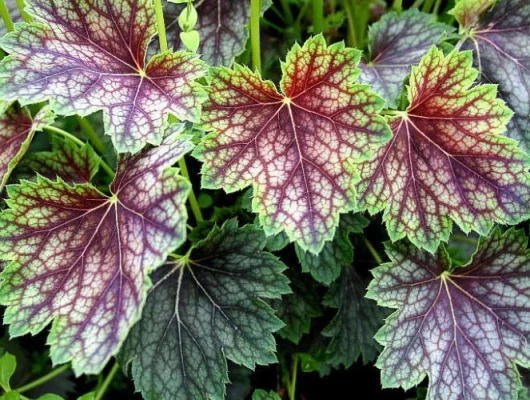 HEUCHERA 'Beauty Colour' - Heuchère