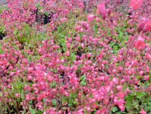 HEUCHERA brizoides 'Pluie de Feu' - Heuchère