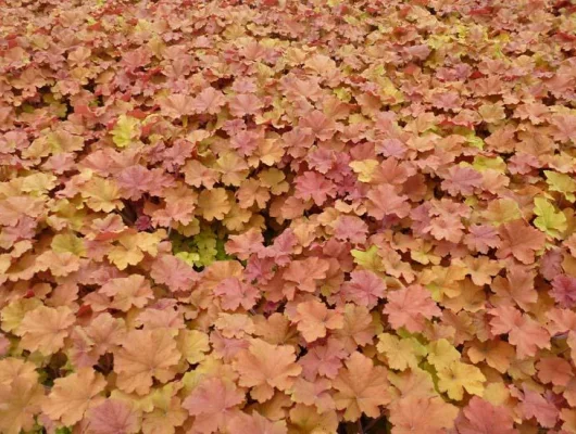 HEUCHERA 'Caramel'®