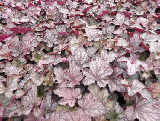 HEUCHERA 'Cascade Dawn' - Heuchère