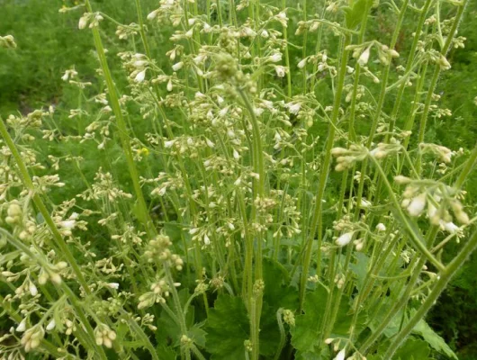 HEUCHERA brizoides 'Schneewittchen' - Heuchère