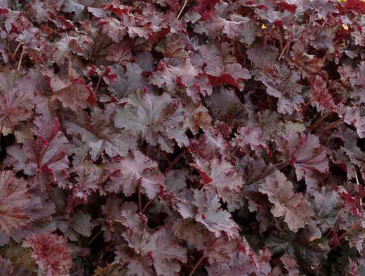 HEUCHERA 'Chocolate Ruffles' ® - Heuchère