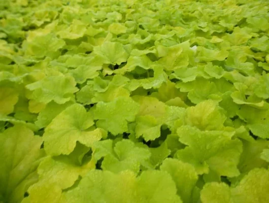 HEUCHERA 'Citronelle'®