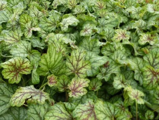 HEUCHERA 'Green Spice' - Heuchère