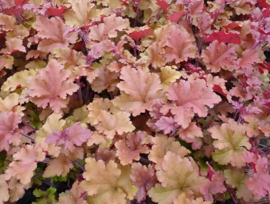 HEUCHERA 'Marmalade'®