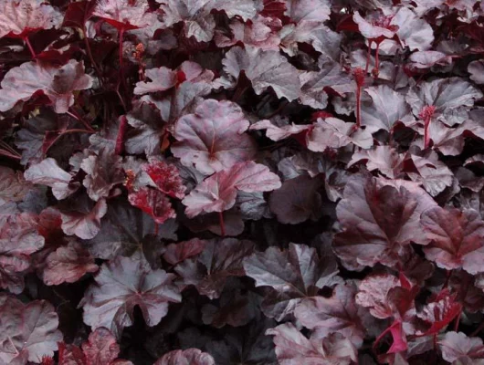 HEUCHERA 'Obsidian' ® - Heuchère