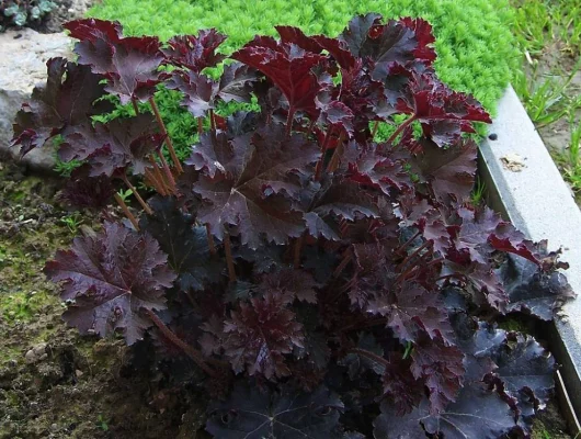 HEUCHERA micrantha 'Palace Purple' - Heuchère
