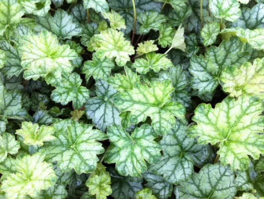 HEUCHERA 'Mint Frost' ®