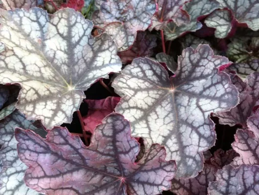 HEUCHERA 'Pewter Moon' - Heuchère