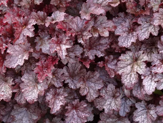 HEUCHERA 'Plum Pudding'®