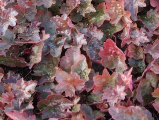 HEUCHERA 'Rachel' - Heuchère