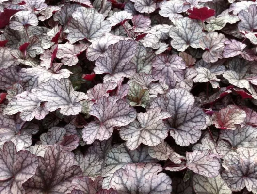HEUCHERA 'Silver Scrolls'® - Heuchère