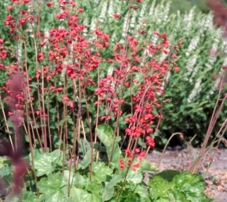 HEUCHERA 'Leuchtkäfer' - Heuchère