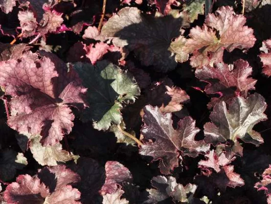 HEUCHERA 'Stormy Seas' - Heuchère