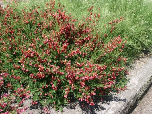 CYTISUS 'Roter Favorit' - Genêt 'Roter Favorit'