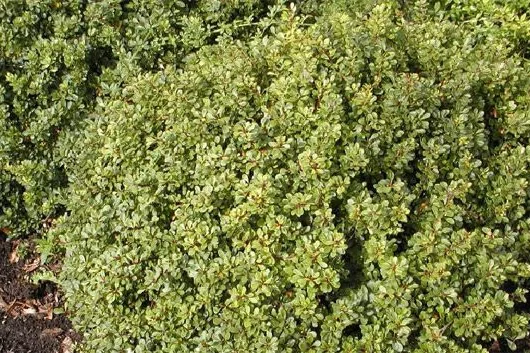 BERBERIS thunbergii 'Kobold' - Epine vinette de Thunberg