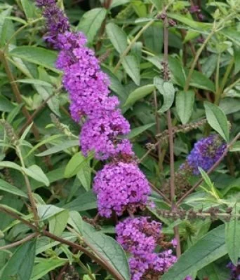 BUDDLEJA davidii 'Ile de France' - Arbre aux papillons