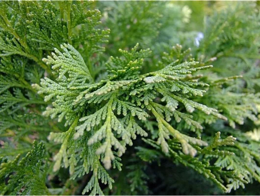 CHAMAECYPARIS lawsoniana 'Minima Glauca' - Cyprès de Lawson nain