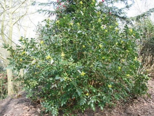 MAHONIA X Wagneri 'Pinnacle'