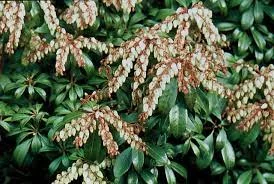 PIERIS japonica 'Select' - Andromède du Japon