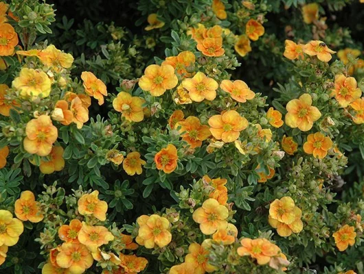 POTENTILLA fruticosa 'Mango Tango'® - Potentille arbustive 'Mango Tango'®