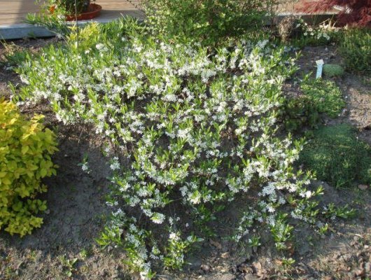 PRUNUS pumila Depressa - Cerisier à fleurs rampant 'Depressa'
