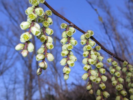 STACHYURUS chinensis 'Joy Forever' - Arbuste à floraison hivernal
