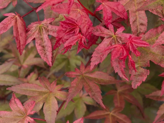 Érable du Japon 'Deshojo' - Acer palmatum 'Deshojo', érable japonais