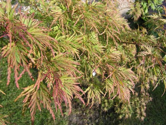 ACER palmatum 'Seiryu' - Erable du japon pourpre