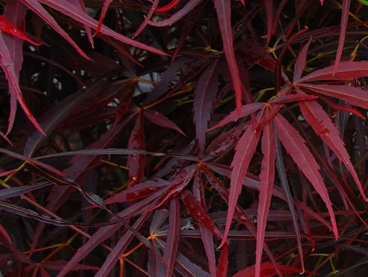 Érable du Japon 'Red Pygmy - Acer palmatum 'Red Pygmy, érable japonais