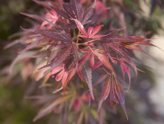 Érable du Japon 'Skeeter's Broom' - Acer palmatum 'Skeeter's Broom' érable japonais