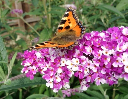 BUDDLEJA davidii 'Berries and Cream'® - Arbre aux papillons