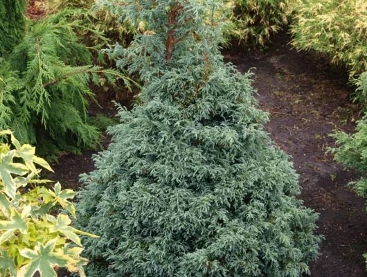 CHAMAECYPARIS pisifera 'Baby Blue' - Cyprès Sawara